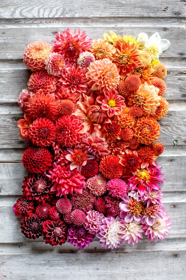 dahlias on a wood table