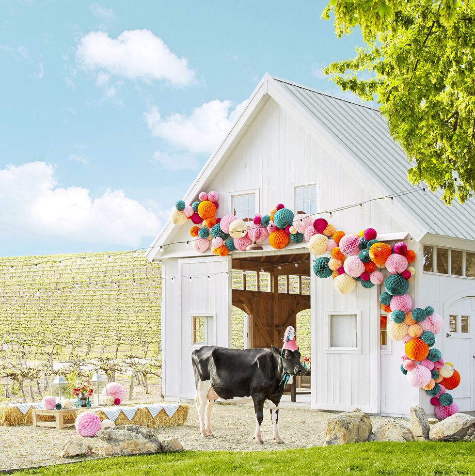 a cow in a party hat standing in front of a white barn with a colorful honeycomb garland