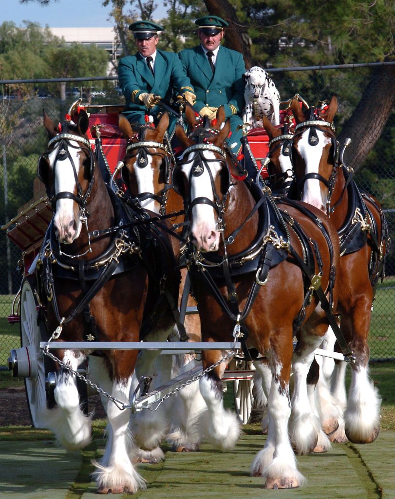 los angeles, california november 11 budweiser clydesdale horses position themselves during filming for a super bowl budweiser commercial, november 11, 2004 in los angeles, california photo by getty imagesbob riha, jr