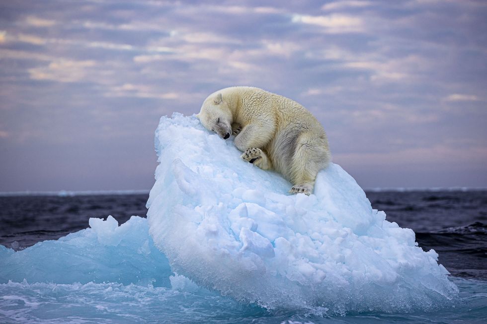 polar bear sleeping on iceberg