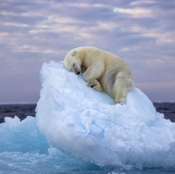 foto van een ijsbeer op een ijsrots, nima sarikhani, wildlife photographer of the year