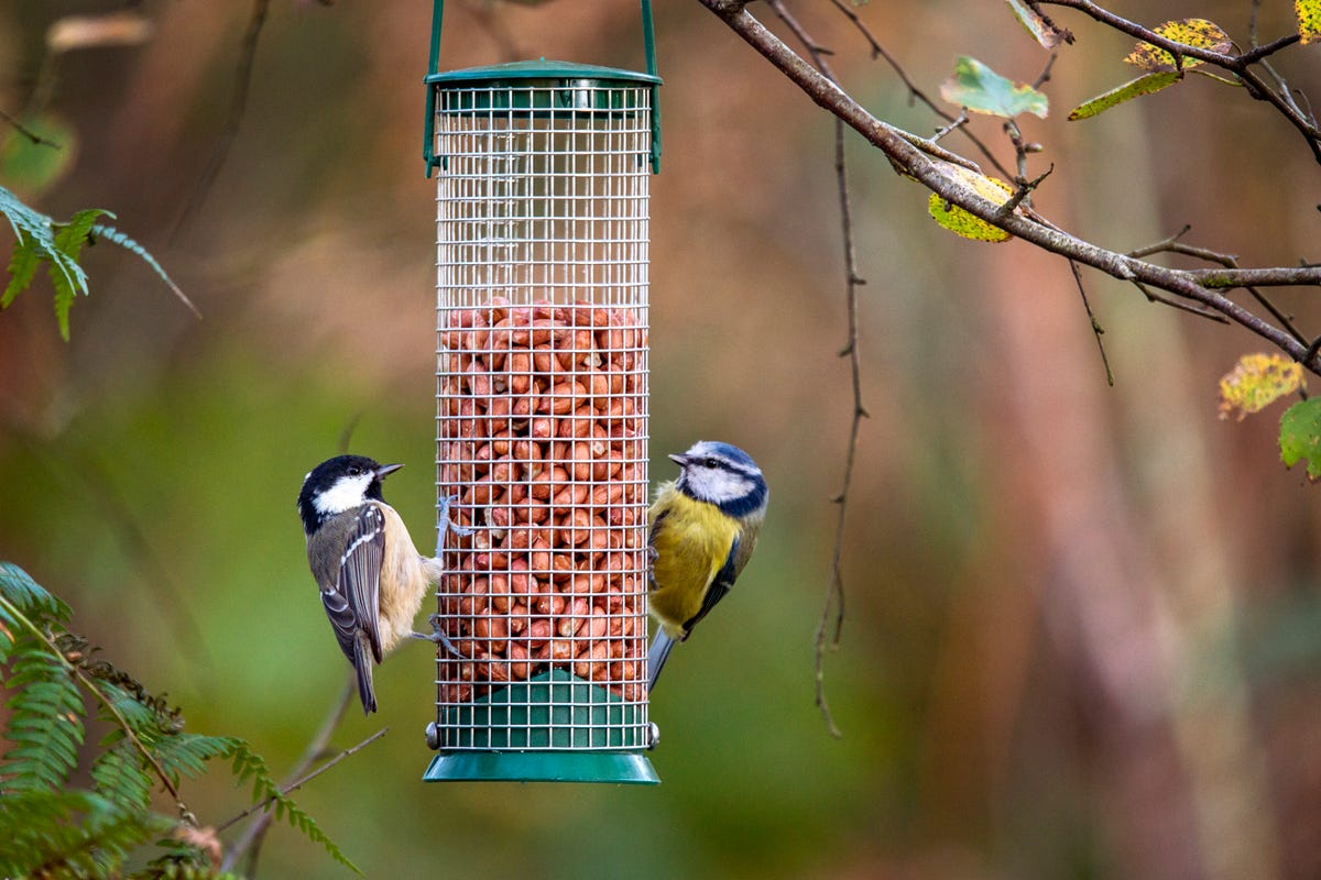 6 native garden birds to look out for in autumn