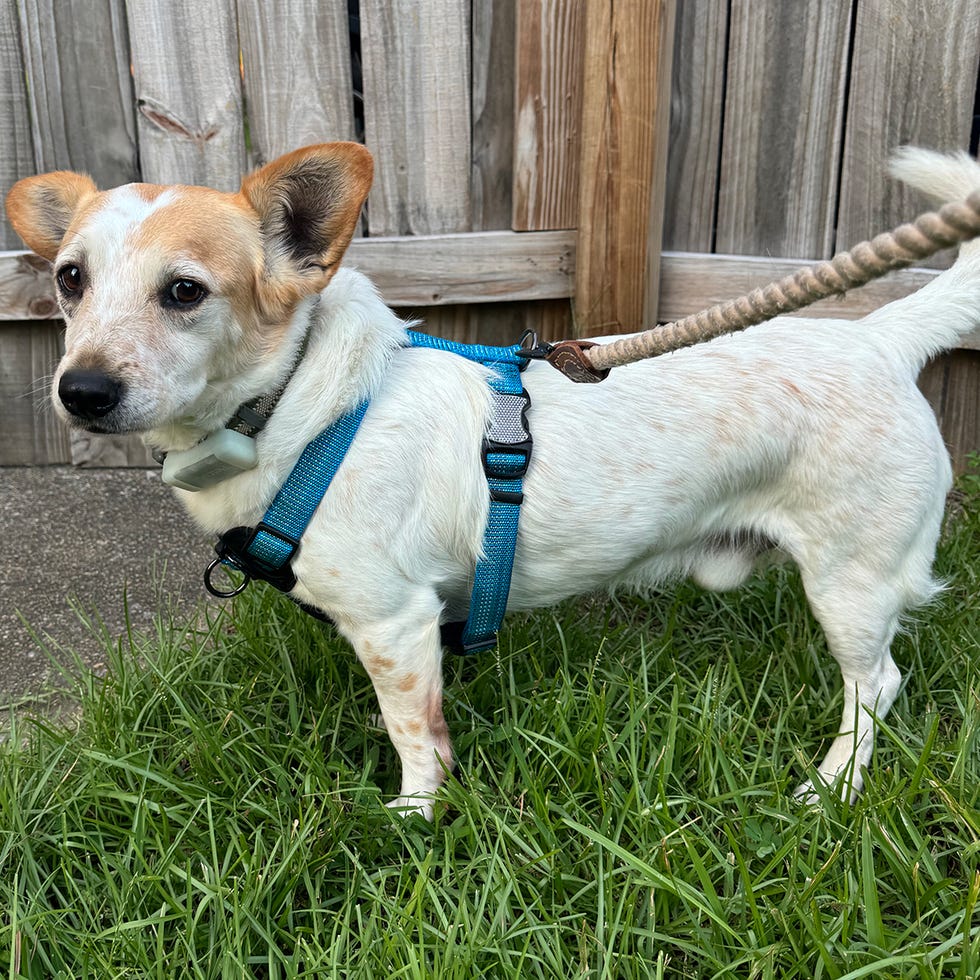 a dog wearing a harness