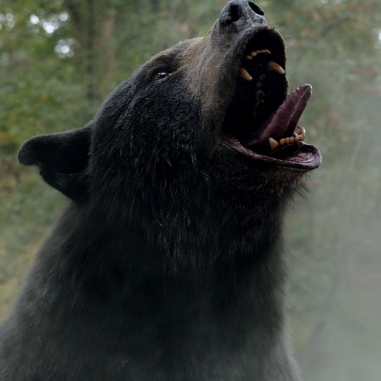 a bear looking up at the sky and screaming in the woods, surrounded by a white mist