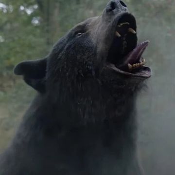 cocaine bear oso vicioso