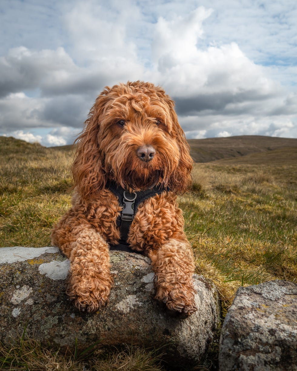 a young cockapoo dog lying attentive on a rock in the campsie fells with a cloudy sky