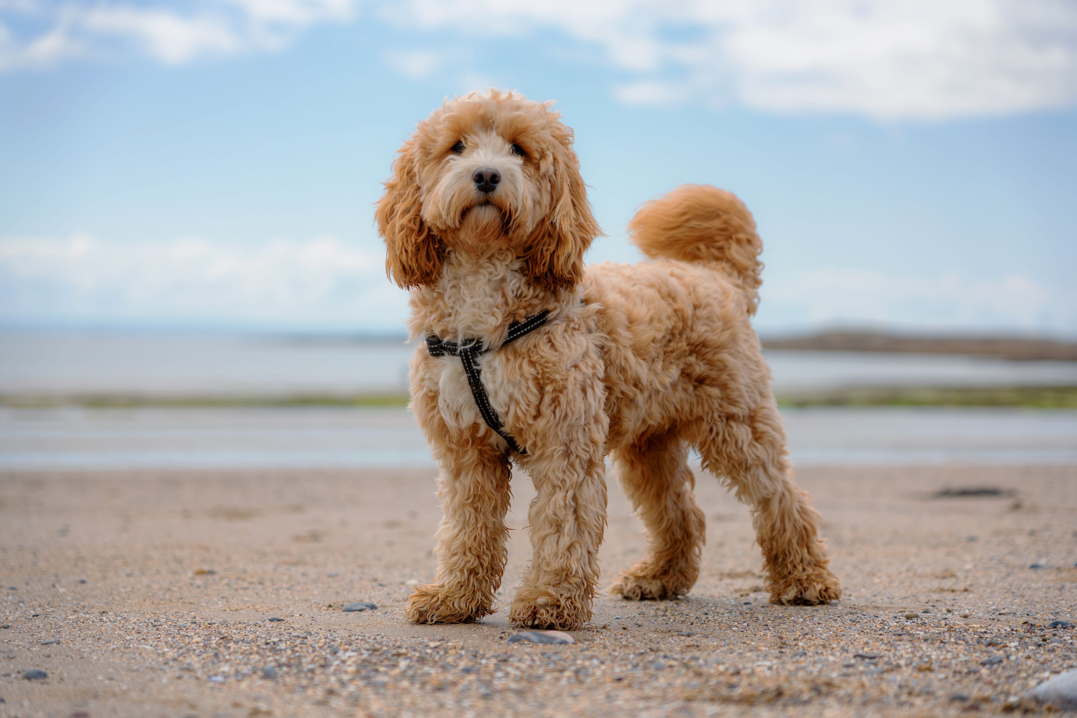 A clearance cockapoo puppy