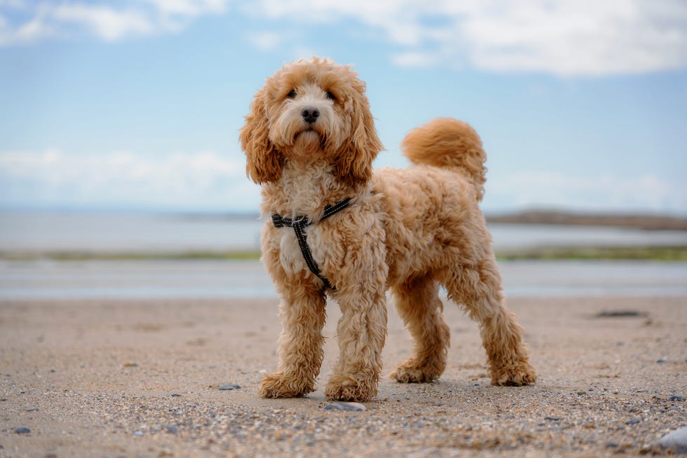 mudan los perros cockapoo