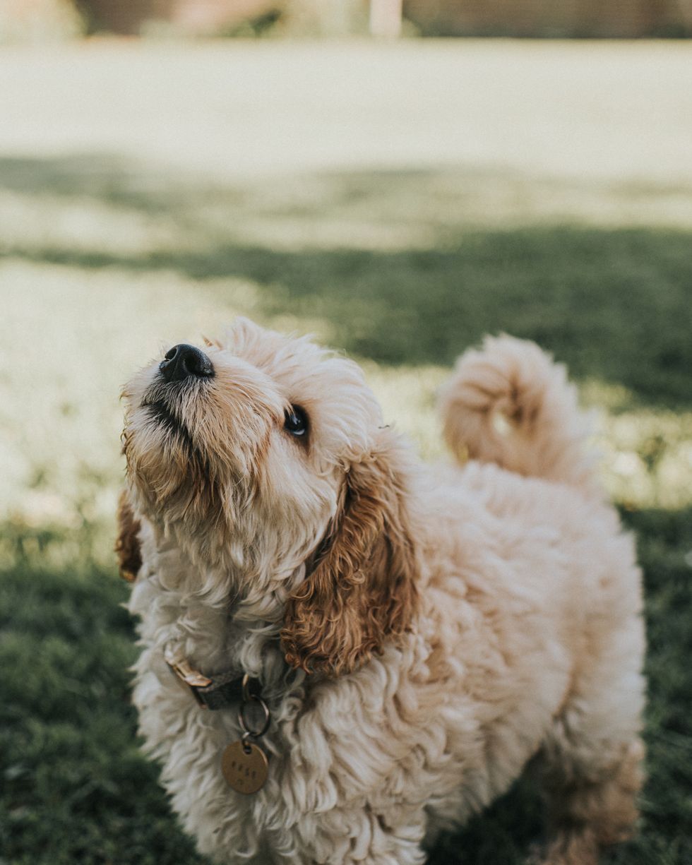 a cockapoo puppy looks up patiently at his owner