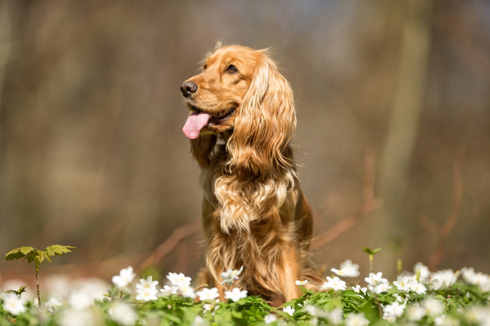 cocker spaniel