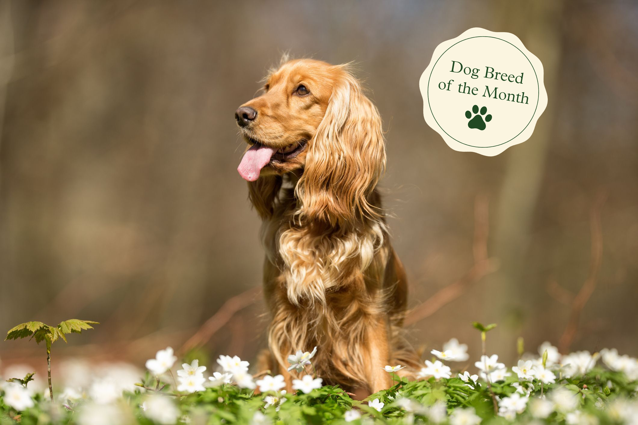 14 Spaniel Dog Breeds for Canine Lovers