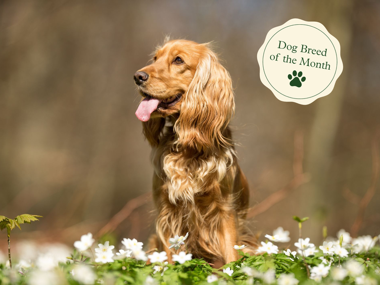 Cocker Spaniel Dog Breed | Information, Temperament And Images  