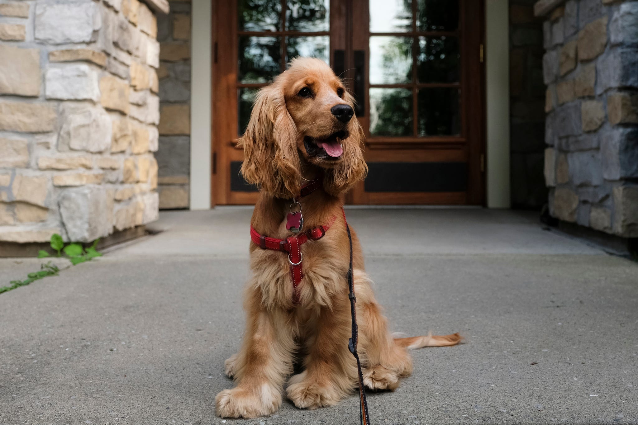 Lockable dog collar outlet with tracker