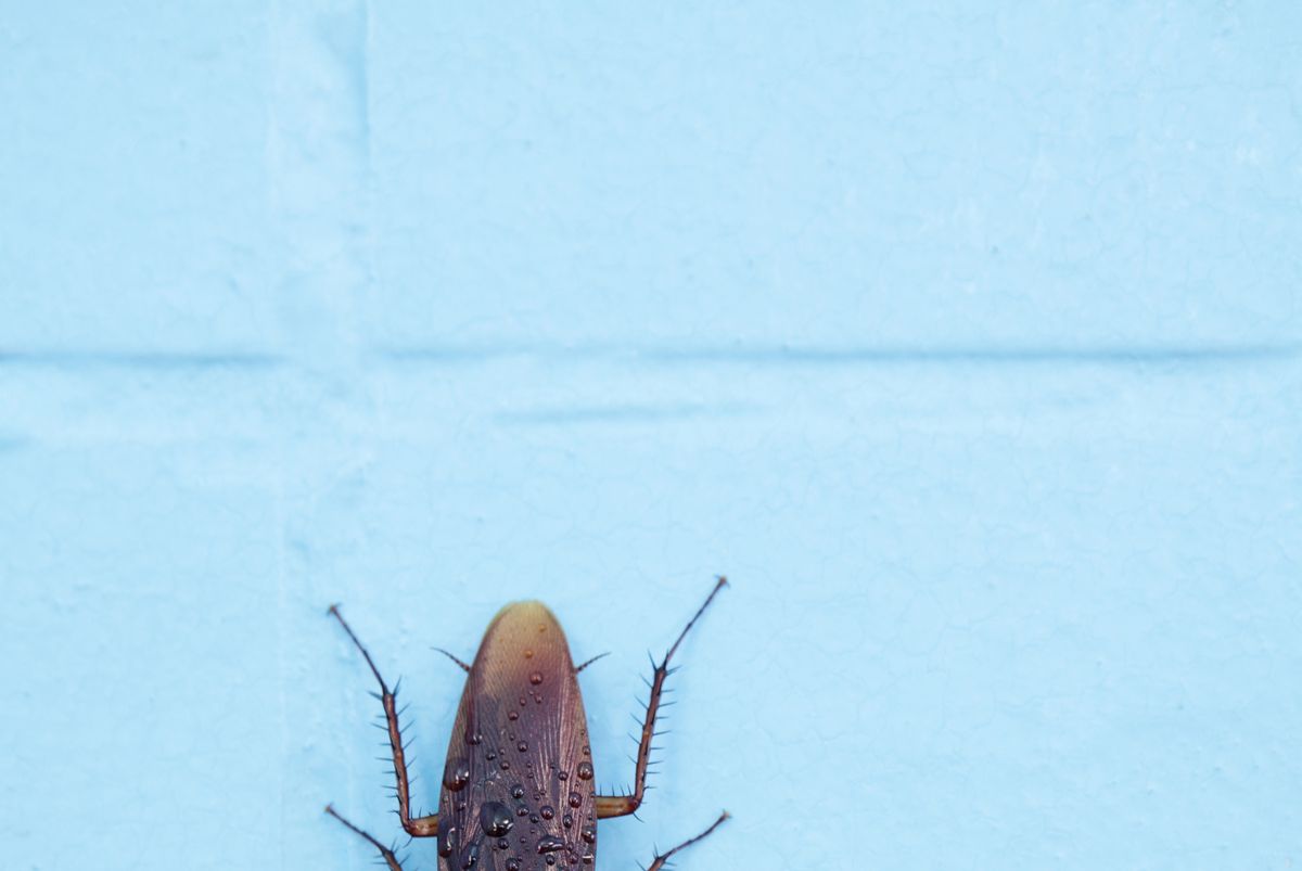 cockroach insect periplaneta americana common or