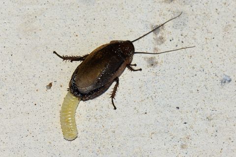Cockroach eggs