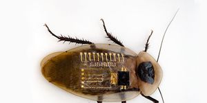 Insect, Invertebrate, Pest, Cockroach, Arthropod, Beetle, house fly, Ground beetle, Oriental cockroach, Scarabs, 