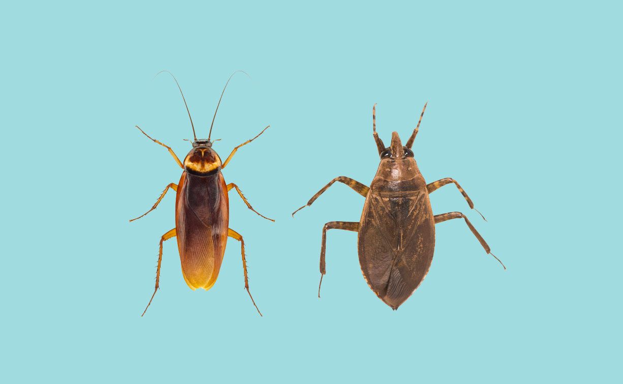 Water Bugs Vs Cockroaches: How To Tell The Difference Kill