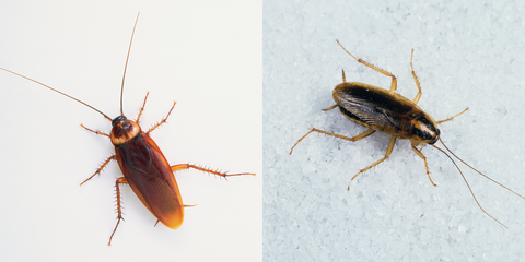 Insect, Invertebrate, Pest, Cockroach, Arthropod, Miridae, Organism, Oriental cockroach, Parasite, Beetle, 