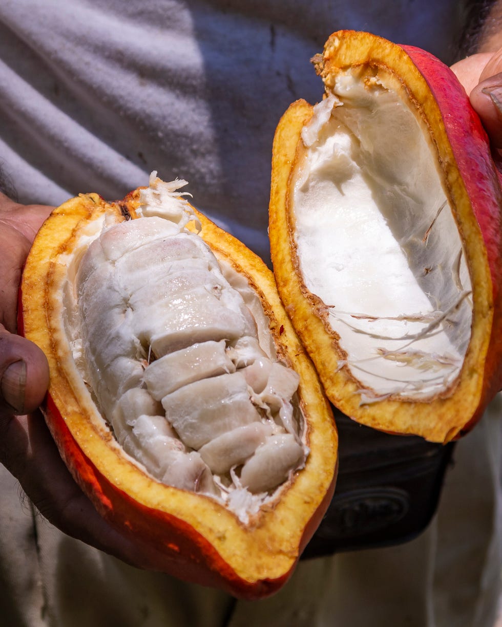 fresh red cocoa fruits freshly harvested in the jungle of peru