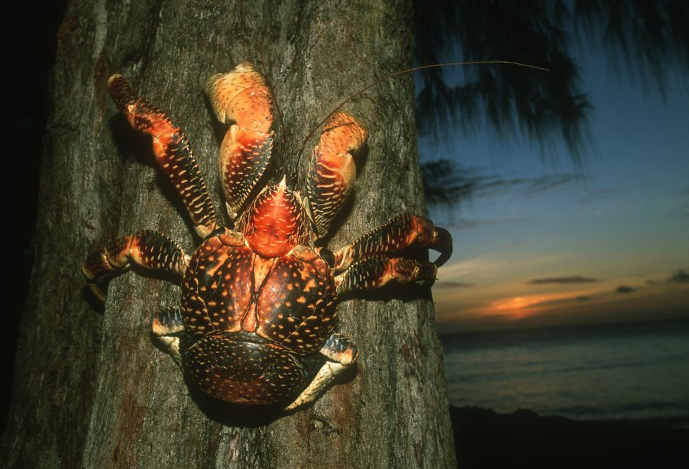 coconut crab on tree