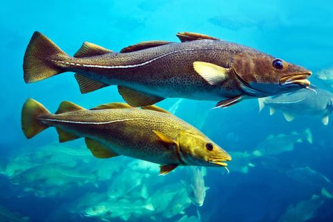 cod fishes floating in aquarium, alesund, norway