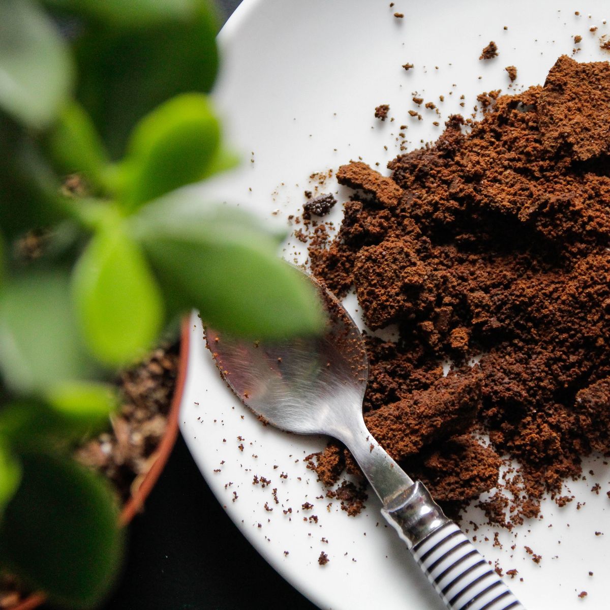 Кофе удобрение для растений. Почва для кофейного дерева кислотность. Остатки кофе как удобрение для комнатных цветов. Какие цветы любят кофейную подкормку. Как часто надо подкислять почву кофейному дереву в горшке.