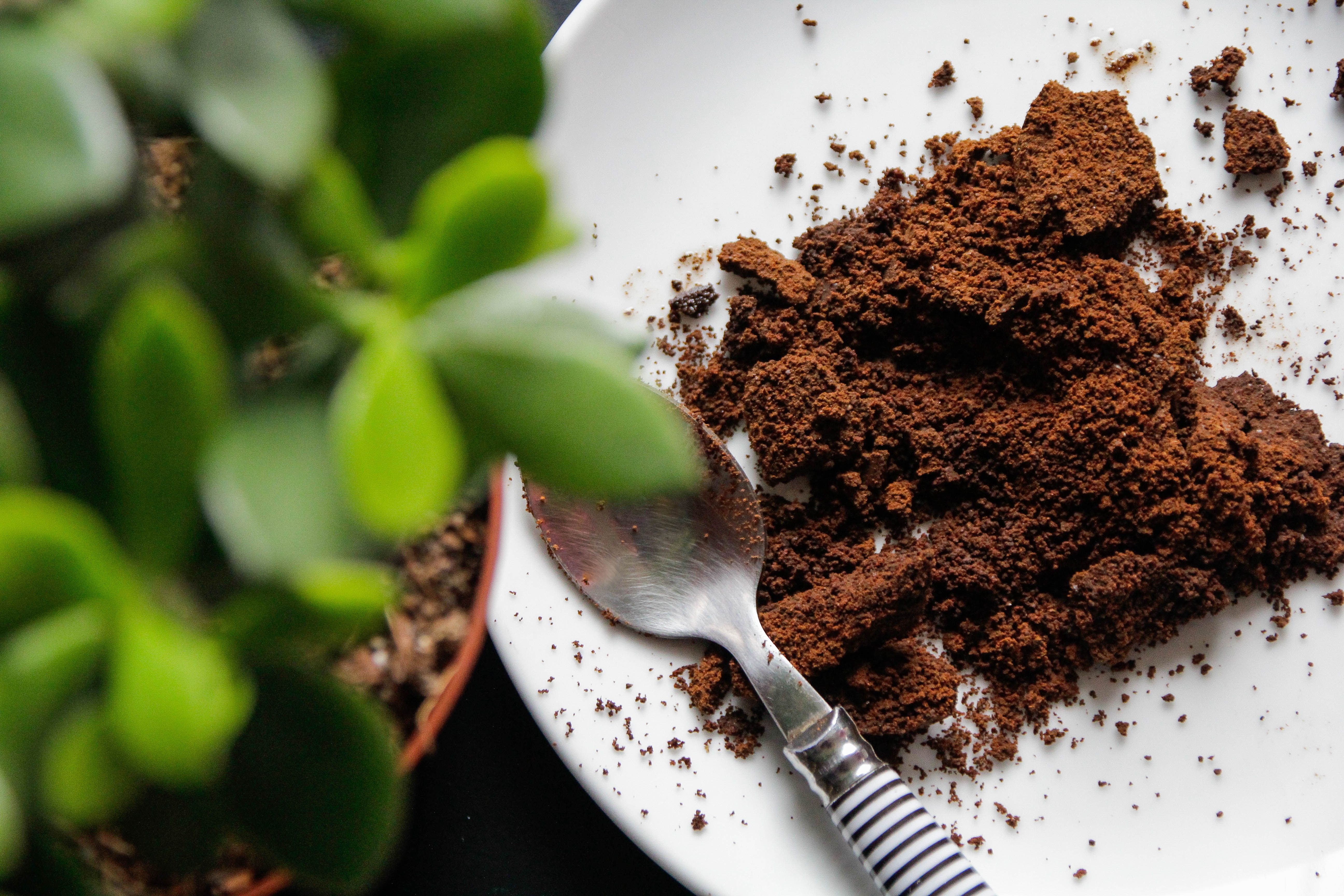 Yes, You Can Use Coffee Grounds to Fertilize Your House Plants