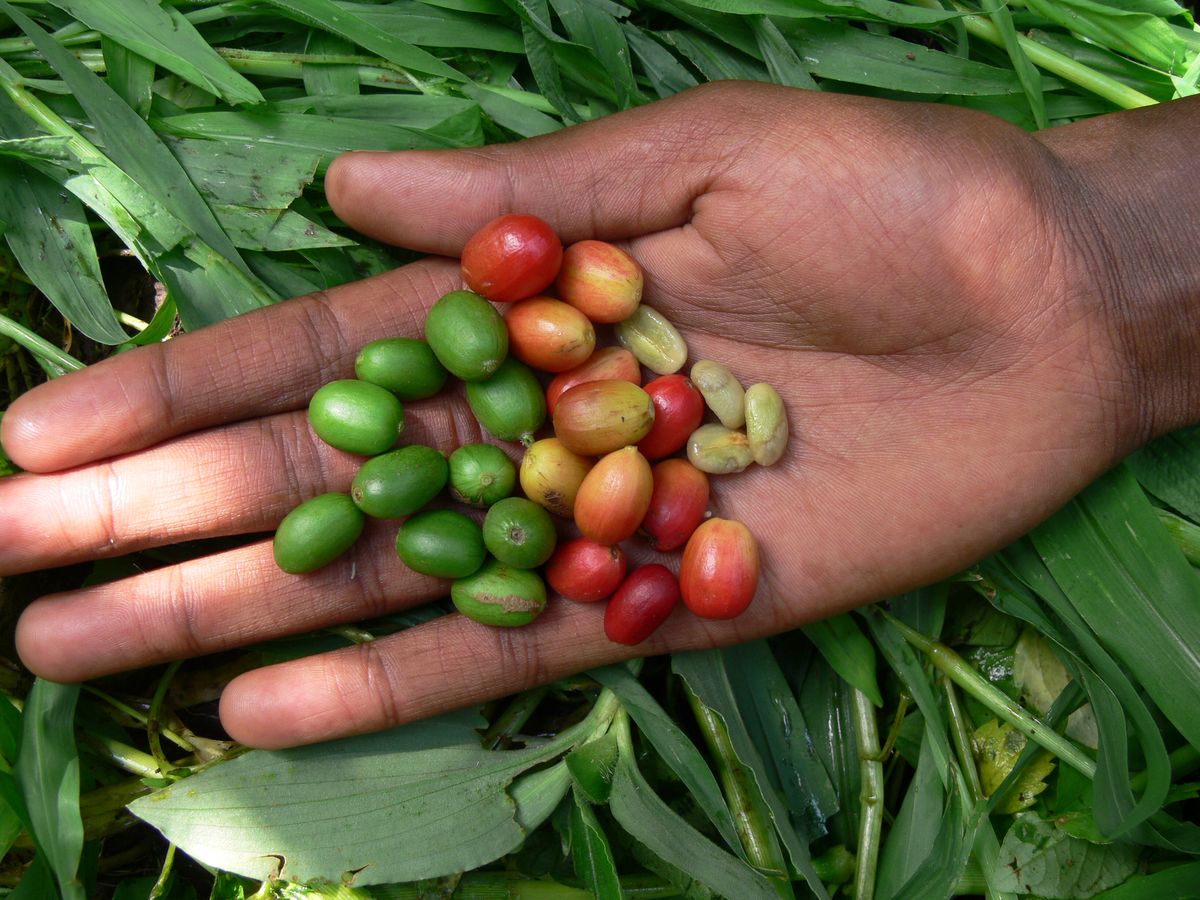 Arabica coffee fruits, southwest Ethiopia.