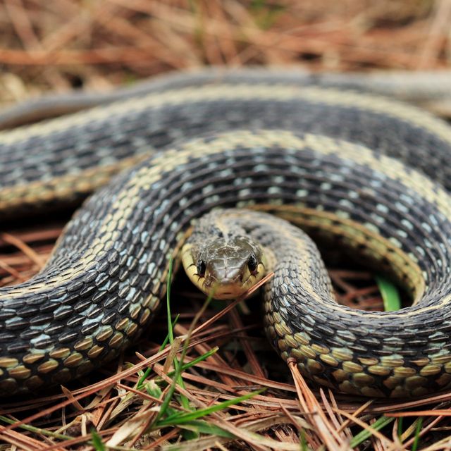 https://hips.hearstapps.com/hmg-prod/images/coiled-garter-snake-on-pine-needles-royalty-free-image-1683750400.jpg?crop=0.566xw:1.00xh;0.219xw,0&resize=640:*