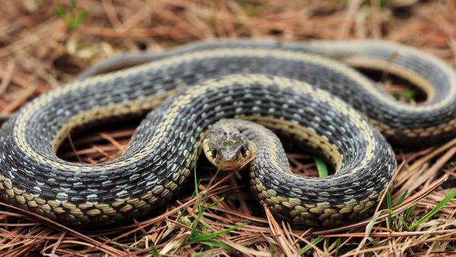 https://hips.hearstapps.com/hmg-prod/images/coiled-garter-snake-on-pine-needles-royalty-free-image-1683750400.jpg?crop=0.566xw:1.00xh;0.219xw,0&resize=640:*