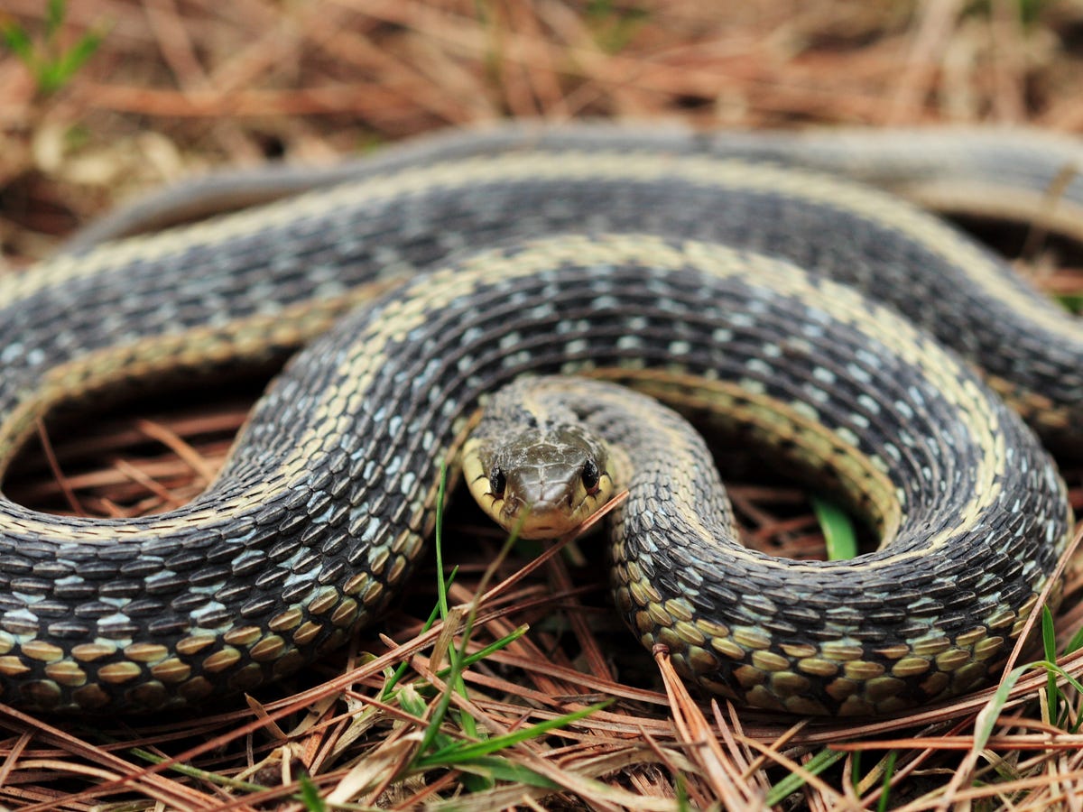 How to Banish Garter Snakes from Your Garden: 6 Pro Tips!