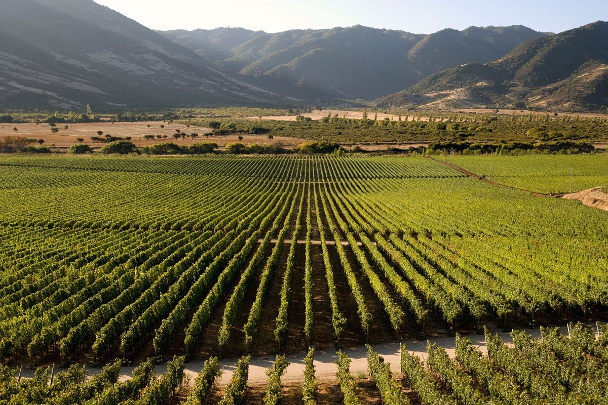 De pittoreske Colchaguavallei in Chili is beroemd om zijn krachtige rode wijnen