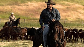 a couple of men riding horses with a herd of cattle behind them