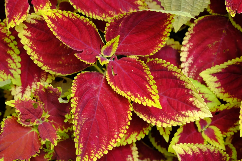 coleus scutellarioides, or coleus, is a species of flowering plant in the family of lamiaceae miana nature concept background