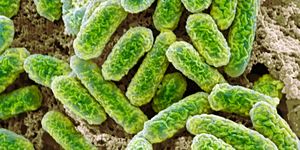 E coli bacterie darmbacterie CO2 kooldioxide broeikasgas klimaat klimaatverandering