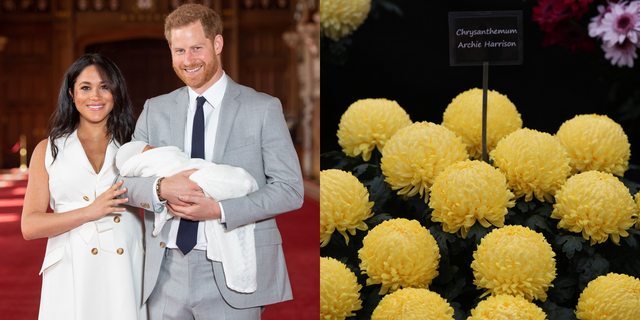 梅根王妃、哈利王子的寶寶「亞契小王子」才剛出生，就有一朵新品種小花以他命名！背後的意義好溫暖