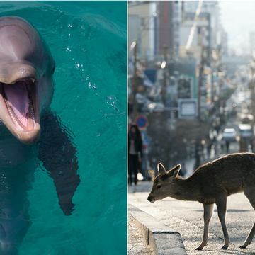 新冠肺炎隔離後的地球！義大利水城驚見天鵝和海豚，奈良鹿、野豬寶寶跑到市區覓食！