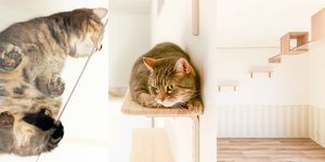 日本貓咪公寓「貓之屋」室內設計