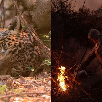 巴西雨林大火裡10個被遺忘的故事！一隻受傷的美洲豹，喚醒了世界