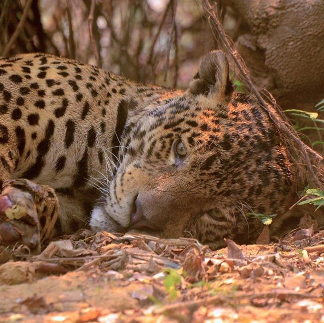 巴西雨林大火裡10個被遺忘的故事！一隻受傷的美洲豹，喚醒了世界