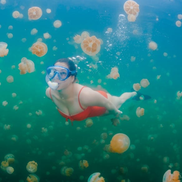 帛琉泡泡旅遊預備！掉進上帝創造的水族箱「水母湖、大斷層、牛奶湖」夢幻景點懶人包立刻存