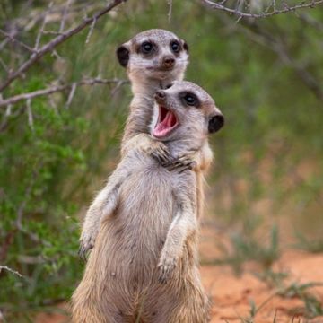 2022年「搞笑動物攝影獎」名單出爐！43張幽默又可愛的動物圖片，快來挑戰你可以憋笑到第幾張！