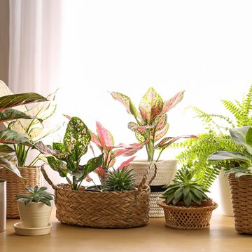 collection of beautiful houseplants on wooden table indoors