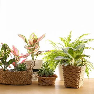 collection of beautiful houseplants on wooden table indoors