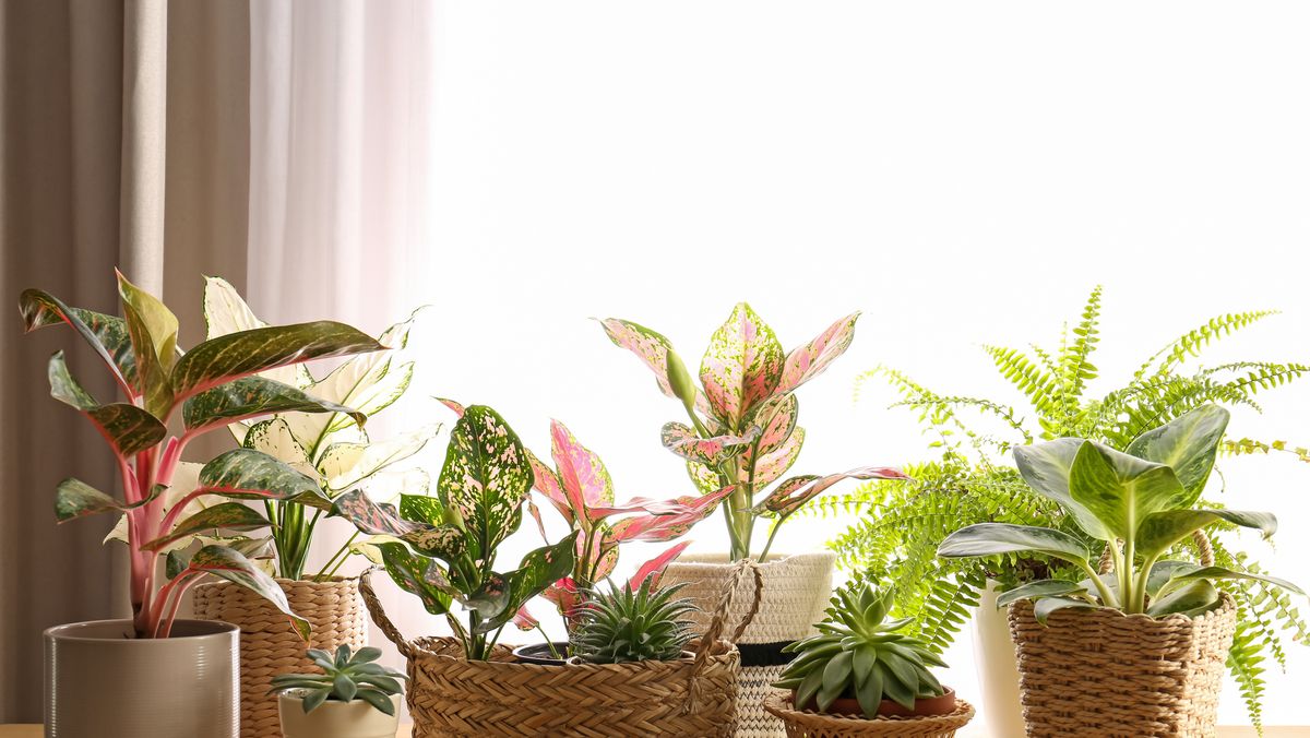 preview for The Best Low-Maintenance Houseplants to Consider Buying for Your Home