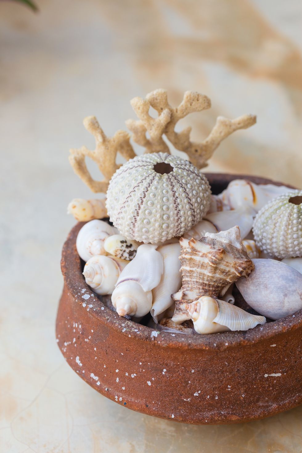 collections of seashells and corals in clay pot. ocean themed decor