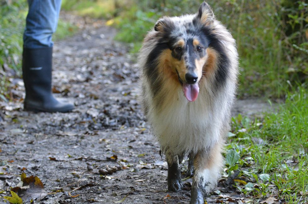 Rough collie with muddy paws on walk