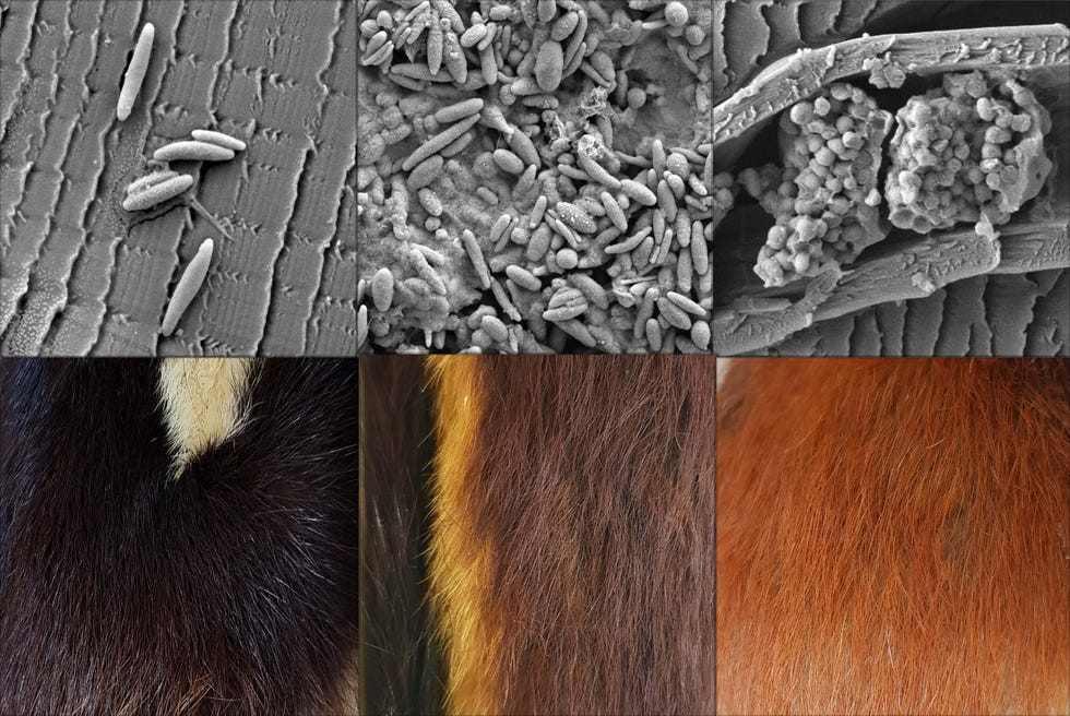fotos van levende zoogdieren samen met de vorm van melanosomen