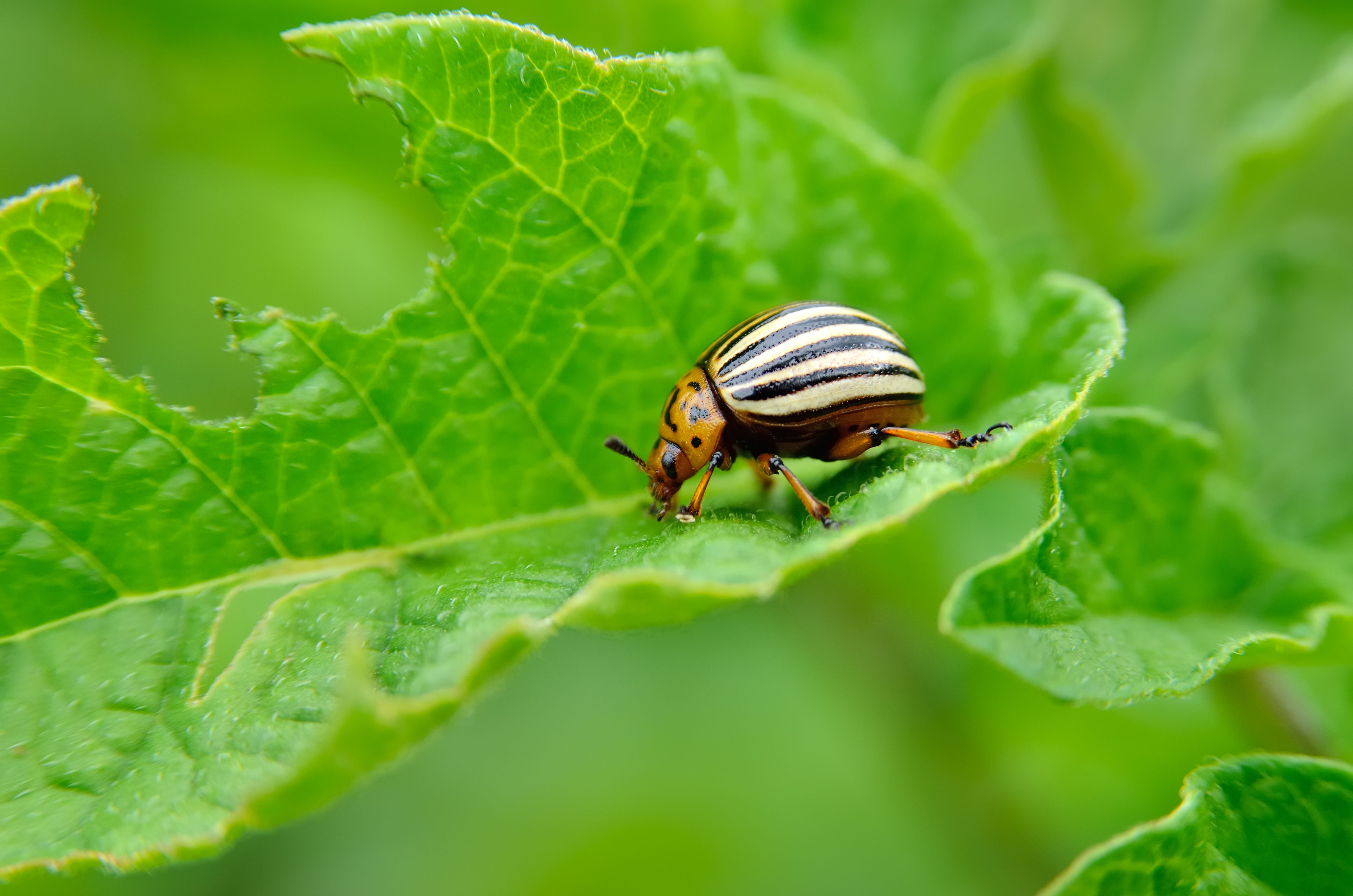 10 Most Destructive Garden Pests - How to Keep Common Bugs Out of Garden