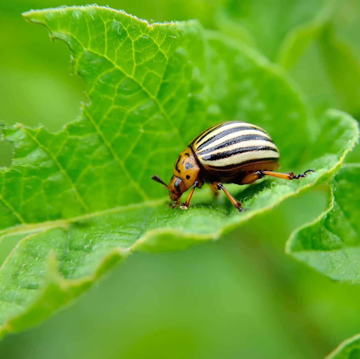 10 Most Destructive Garden Pests - How to Keep Common Bugs Out of ...